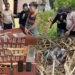 Polsek Demta Polda Papua Berhasil Tangkap 2 Pelaku Pengedar Narkotika Jenis Ganja